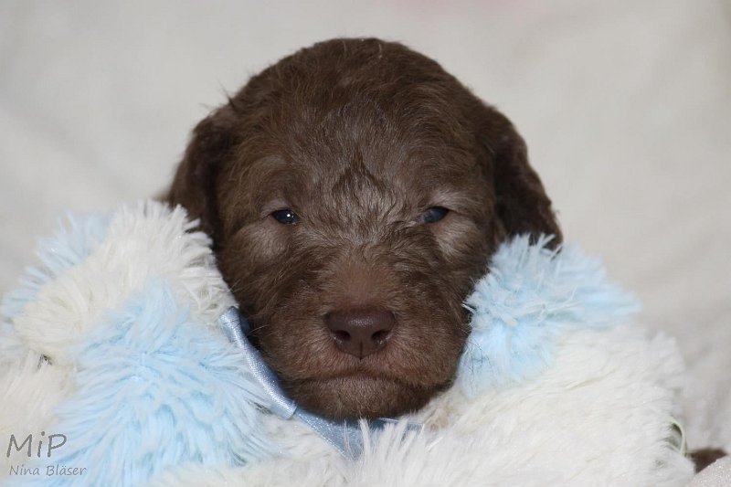 2011-05-15 Puppies Candy & Svet (26).jpg